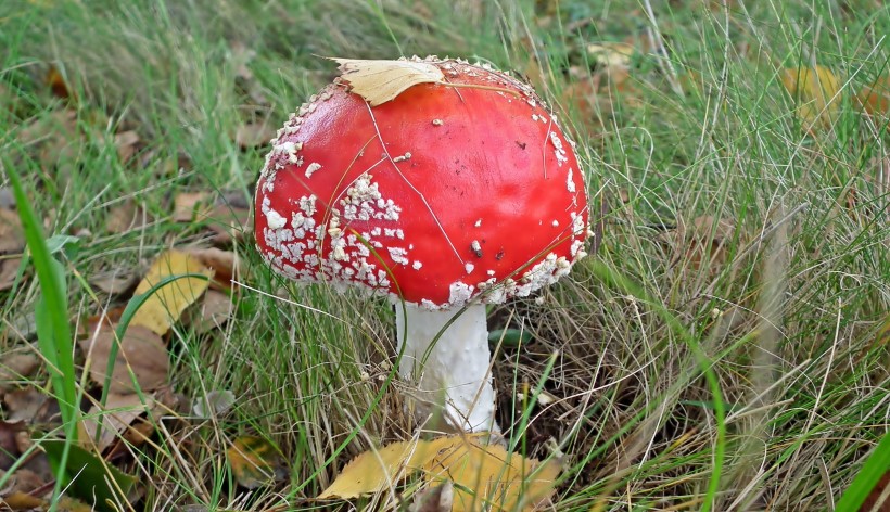 漂亮有毒的紅色毒鵝膏菌圖片