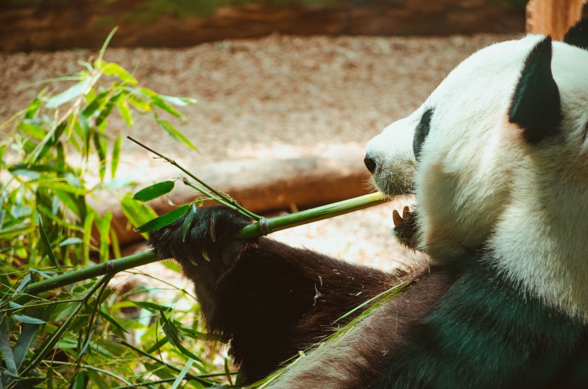 动物园里的国宝大熊猫图片