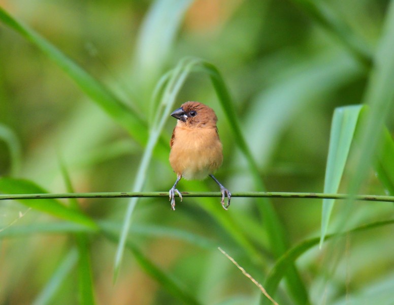 小巧可愛(ài)的斑文鳥(niǎo)圖片