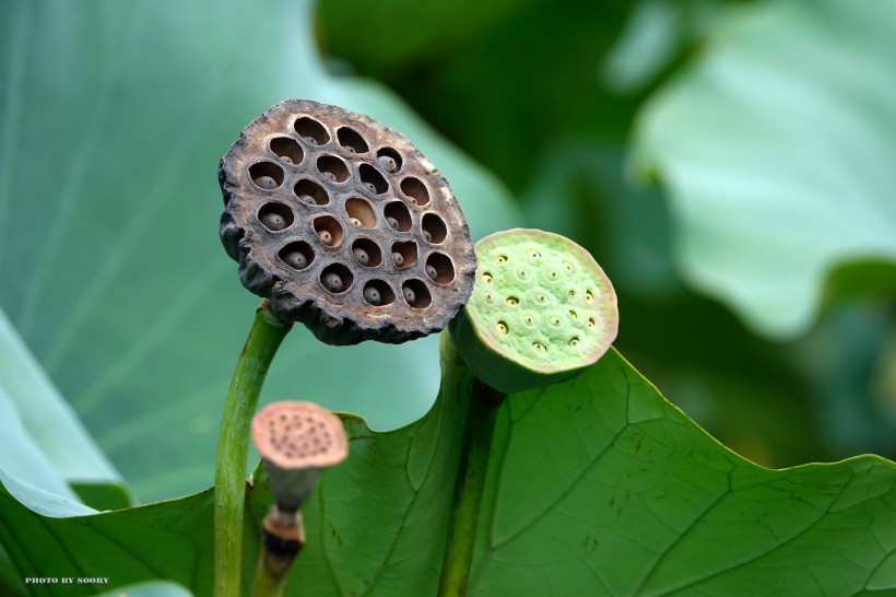 可药用的莲蓬图片