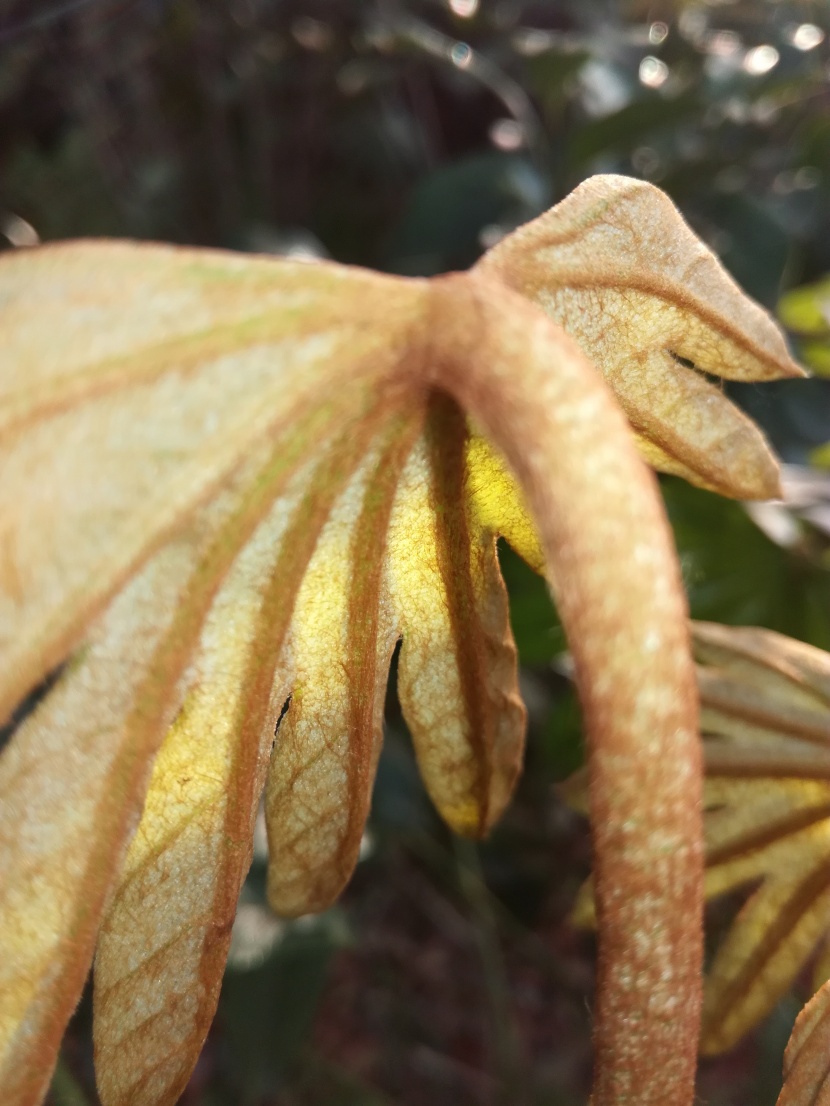 野外的植物圖片