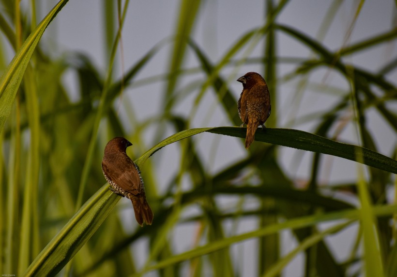 小巧可愛的斑文鳥圖片