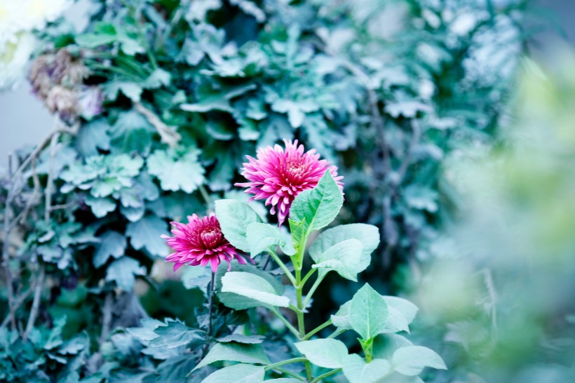 鲜艳的菊花图片