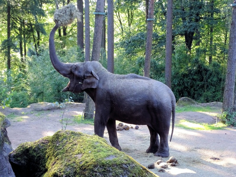 身躯高大的大象图片