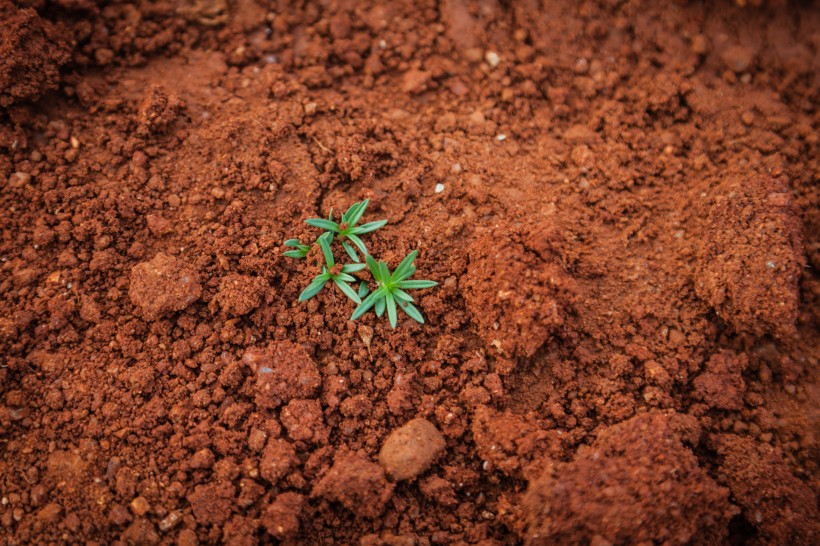 植物的幼苗圖片