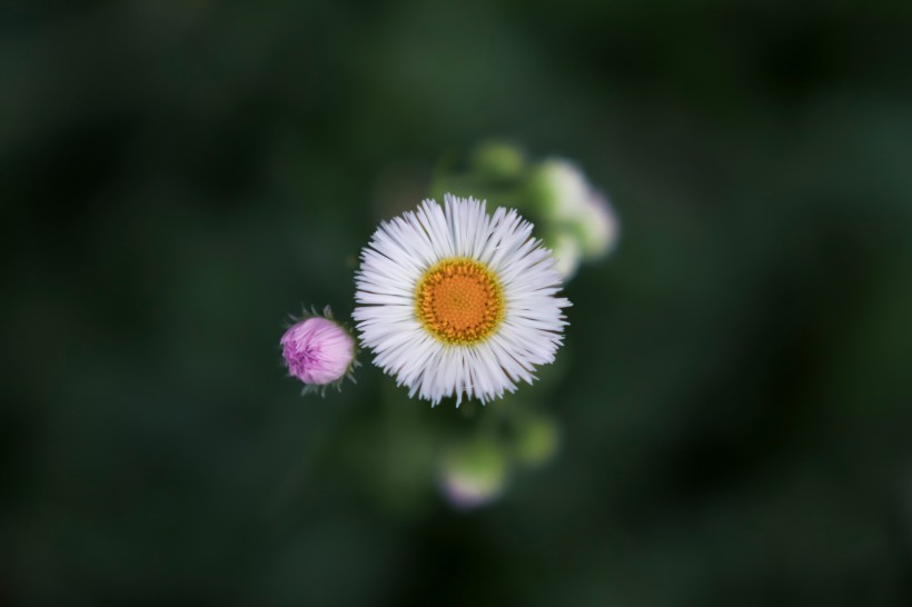 白色淡雅的雛菊花圖片