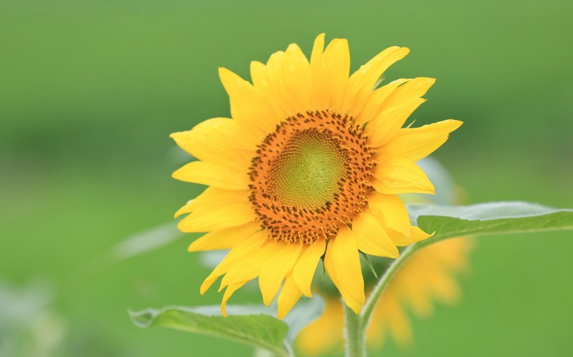 唯美護(hù)眼太陽花圖片