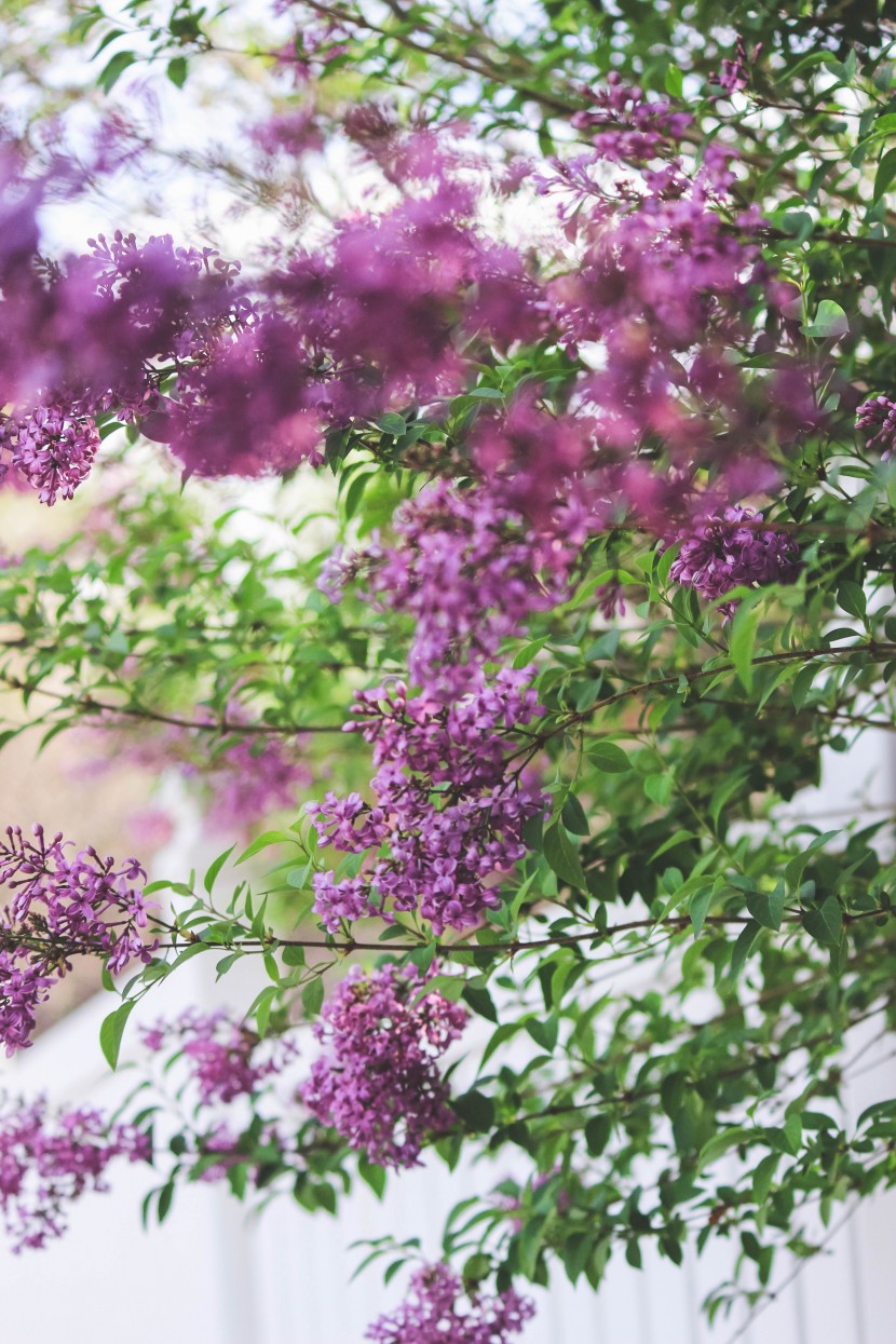 芳香宜人的丁香花图片