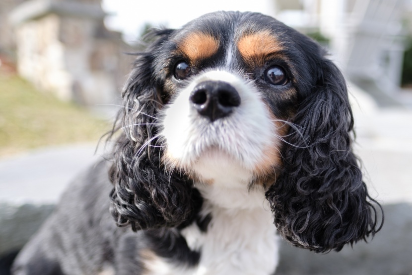 漂亮的查理士王小猎犬图片