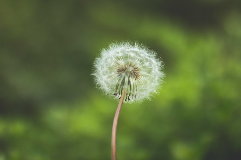 轻盈柔软的蒲公英图片