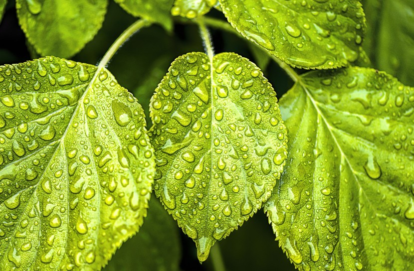 雨后的绿色植物图片