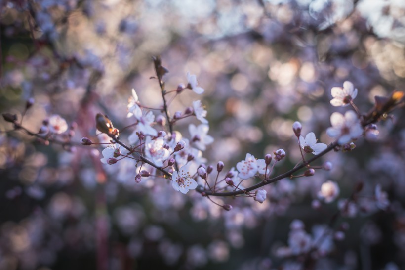 树梢上的樱花图片