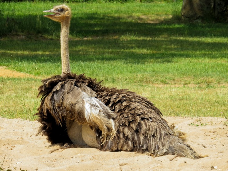 野生鴕鳥高清圖片