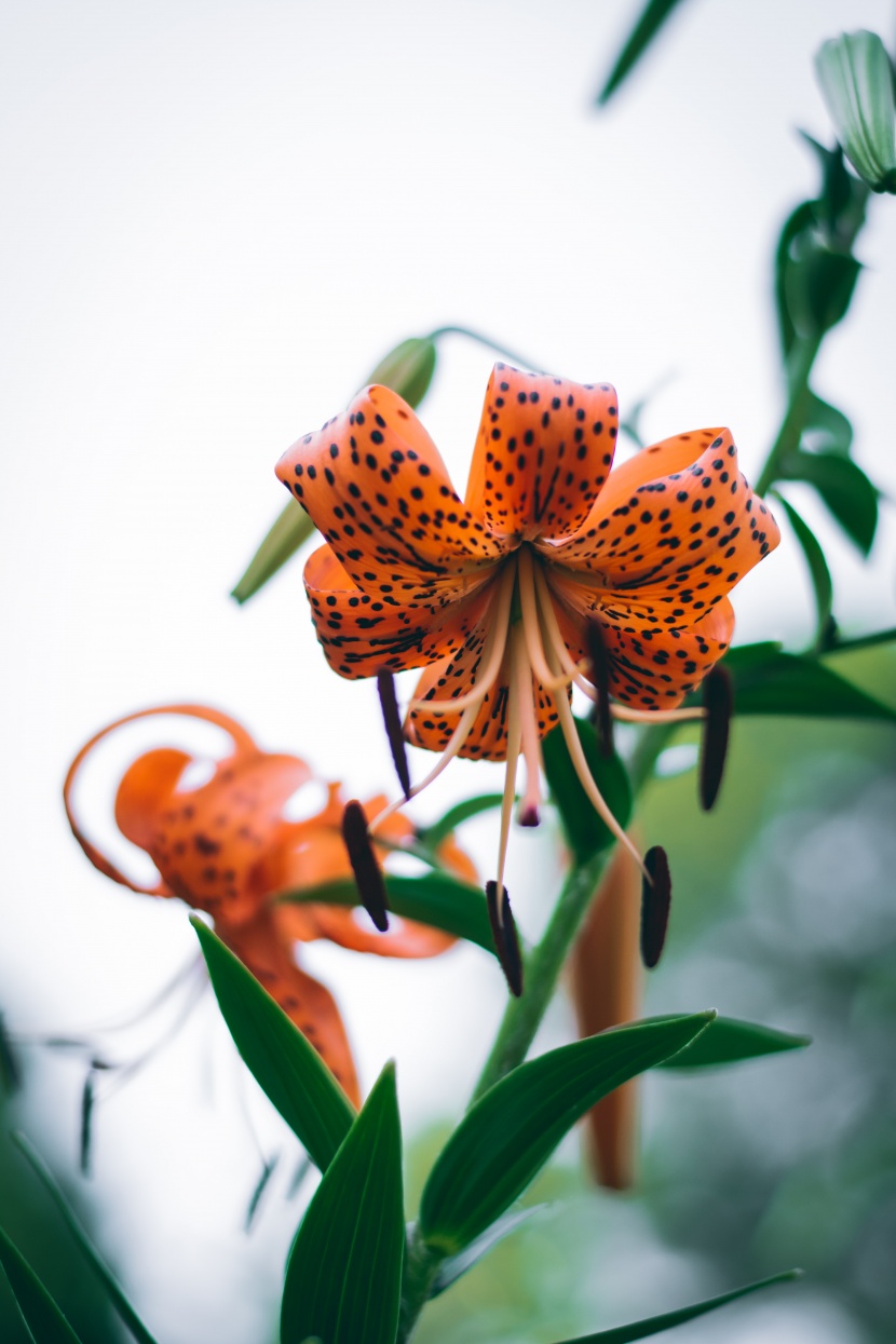 优雅芳香的百合花图片