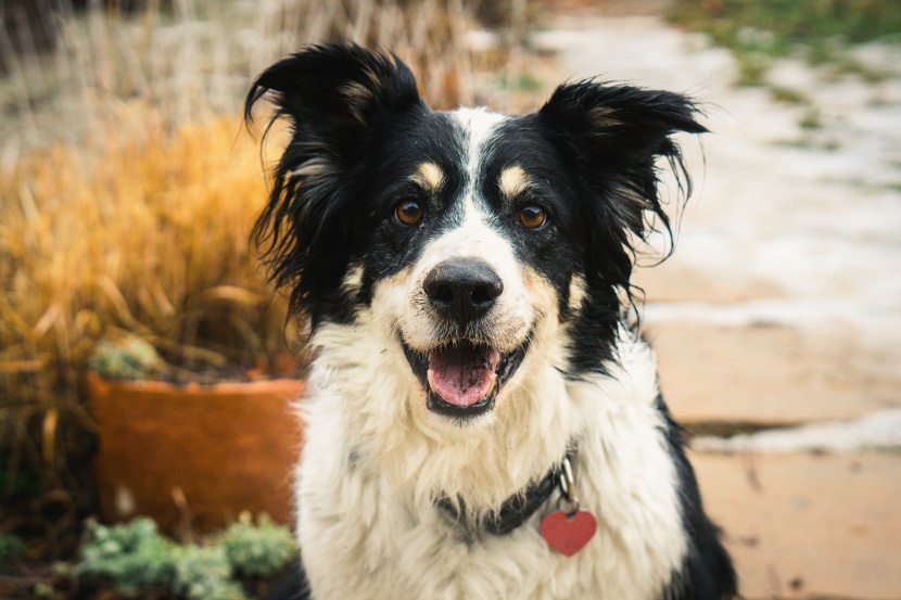 聰明敏銳的邊境牧羊犬圖片