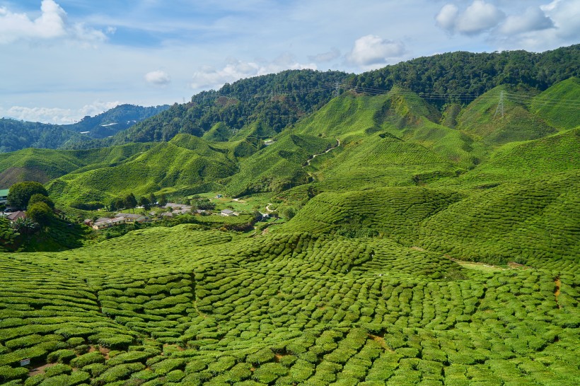 新鲜有格调的绿茶图片