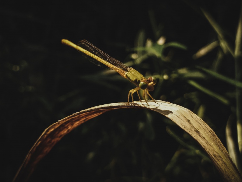 野外停留的蜻蜓圖片