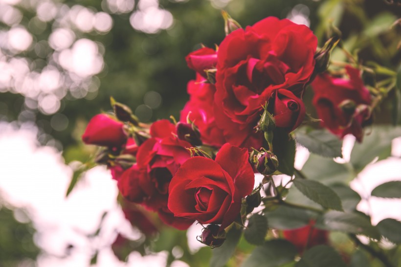 火红热情表白的红色玫瑰花图片