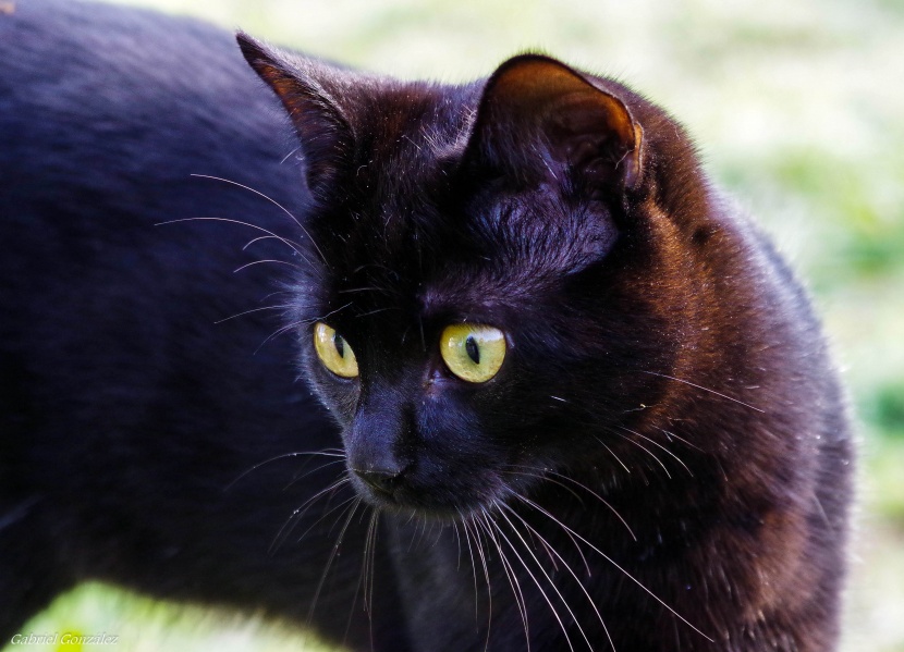 神秘独特的黑猫图片