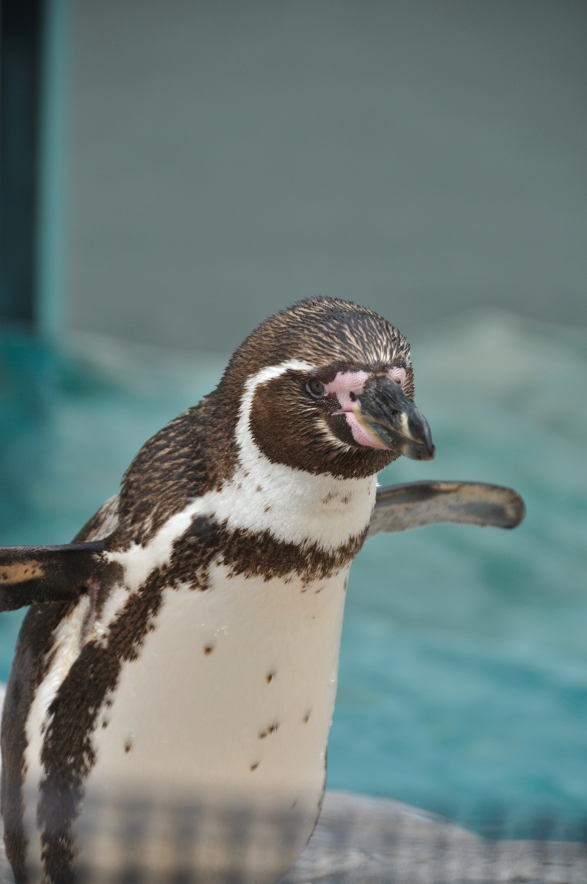 水族馆里可爱的企鹅图片