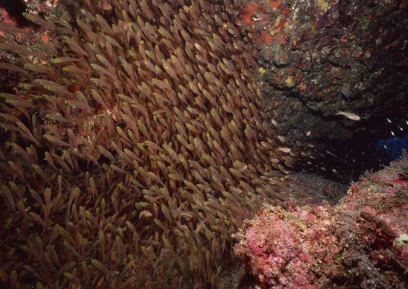 海底生物图片