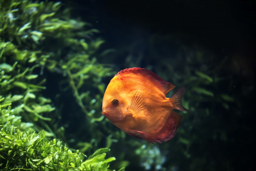 水族館里的水生動(dòng)植物圖片