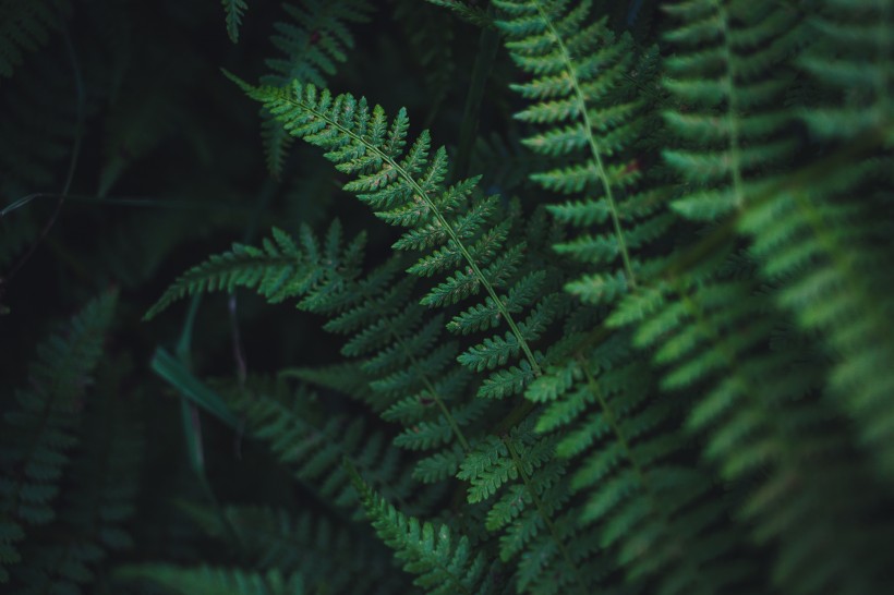 野生绿色蕨类植物图片