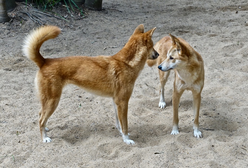 動作敏捷的澳洲野犬圖片