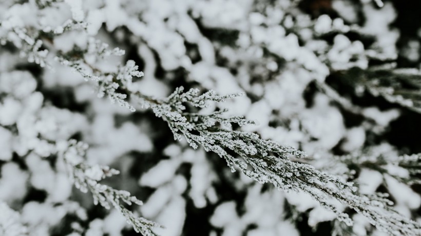 冰雪覆盖的植物图片