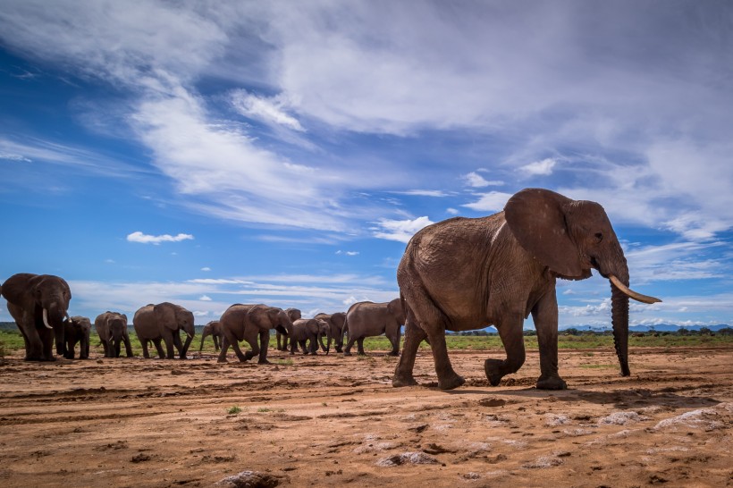 草原上庞大的大象图片