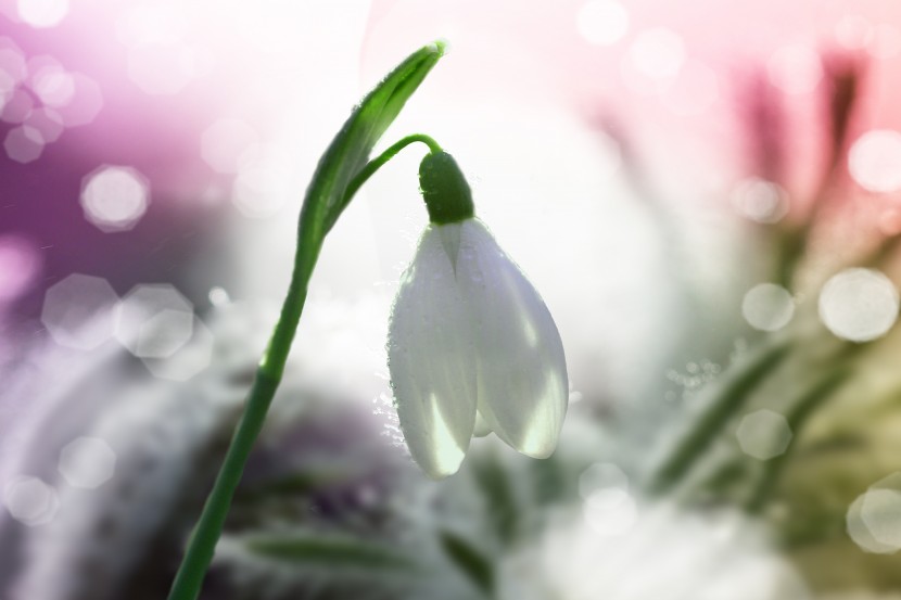 洁白秀美的雪花莲图片