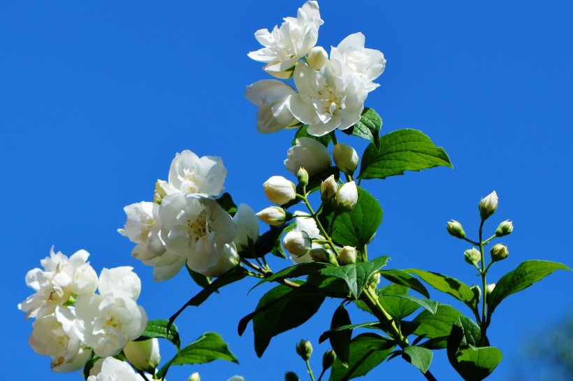 芳香潔白的茉莉花圖片