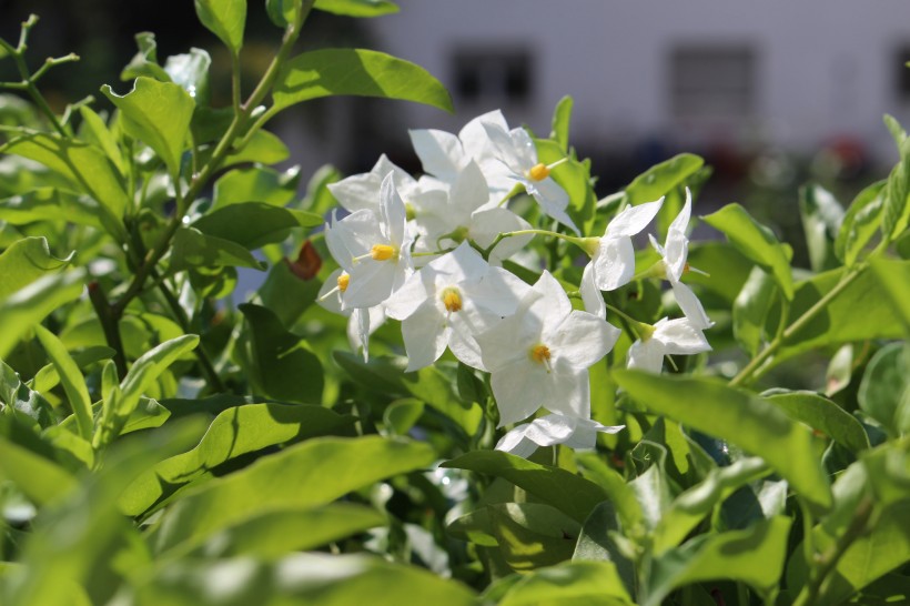 清新淡雅的茉莉花图片