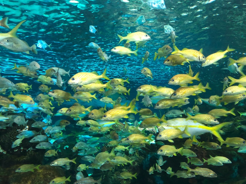 漂亮的水族馆海洋生物图片