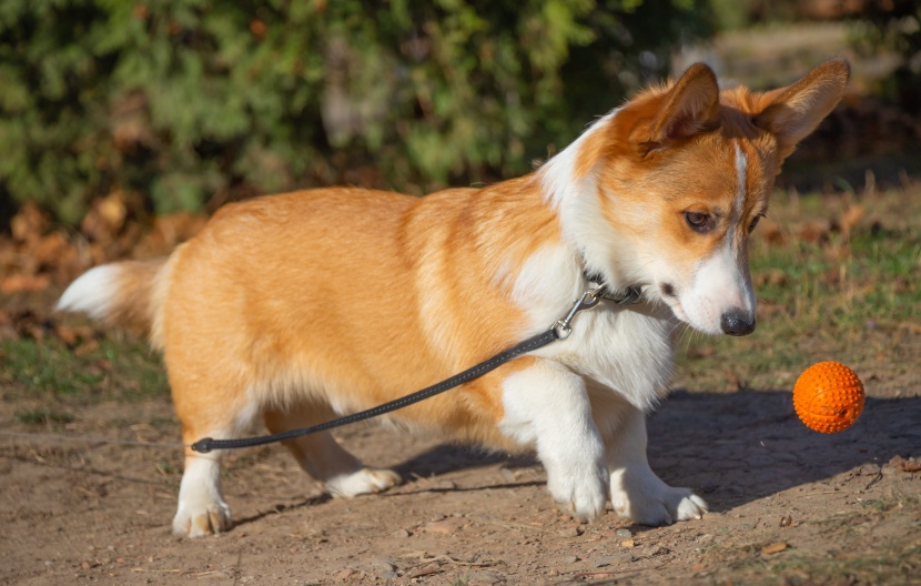 灵活聪明的威尔士柯基犬图片