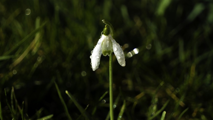 洁白秀美的雪花莲图片