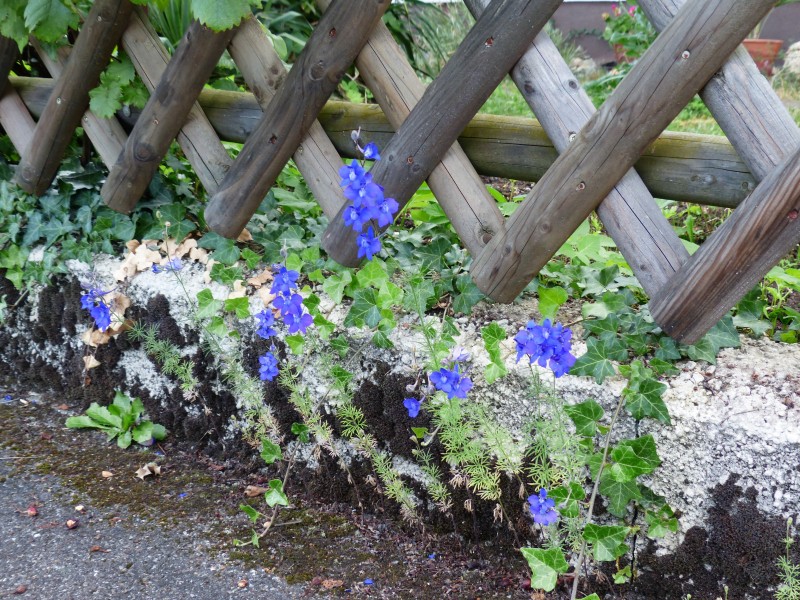 藍(lán)色清新的翠雀花圖片