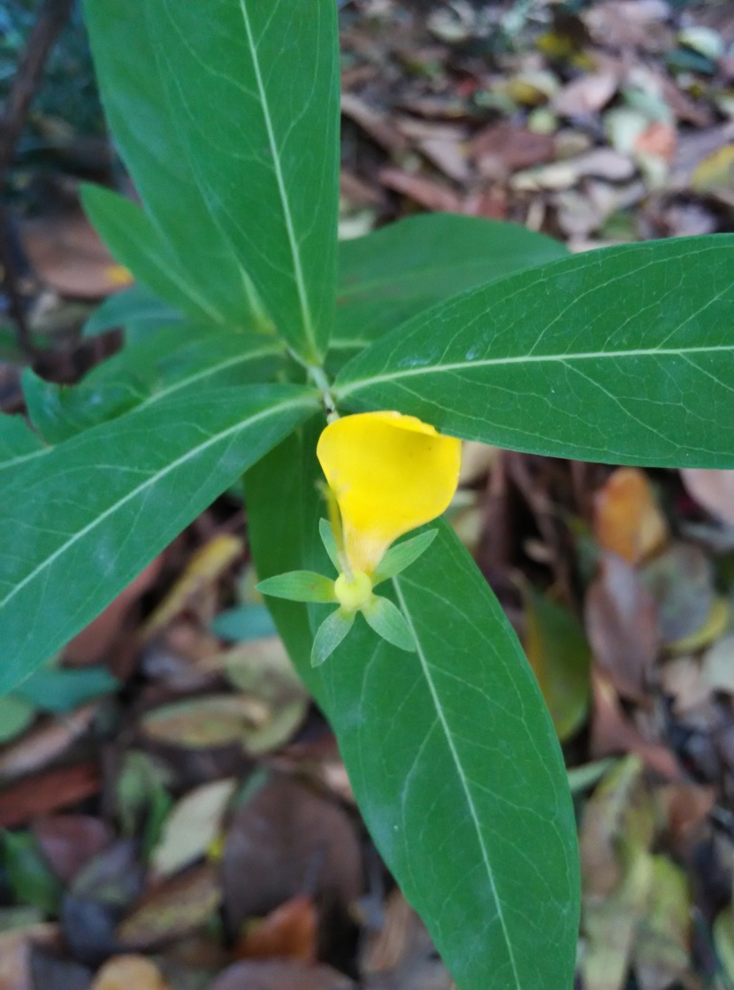 黃色的花朵圖片