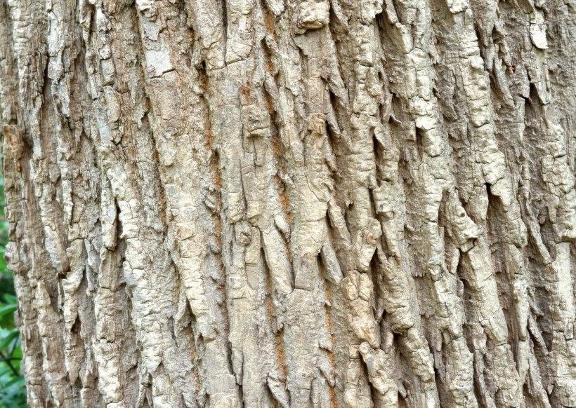 纹理粗糙的树干图片