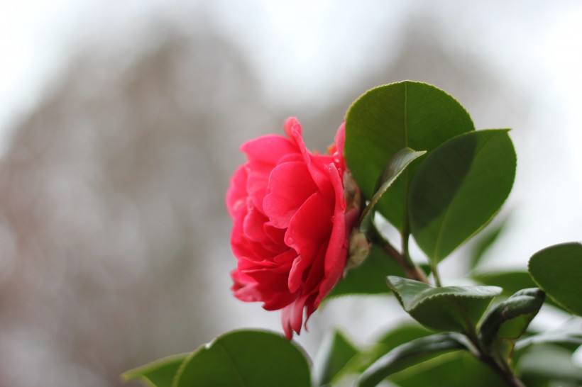 紅露珍山茶花圖片