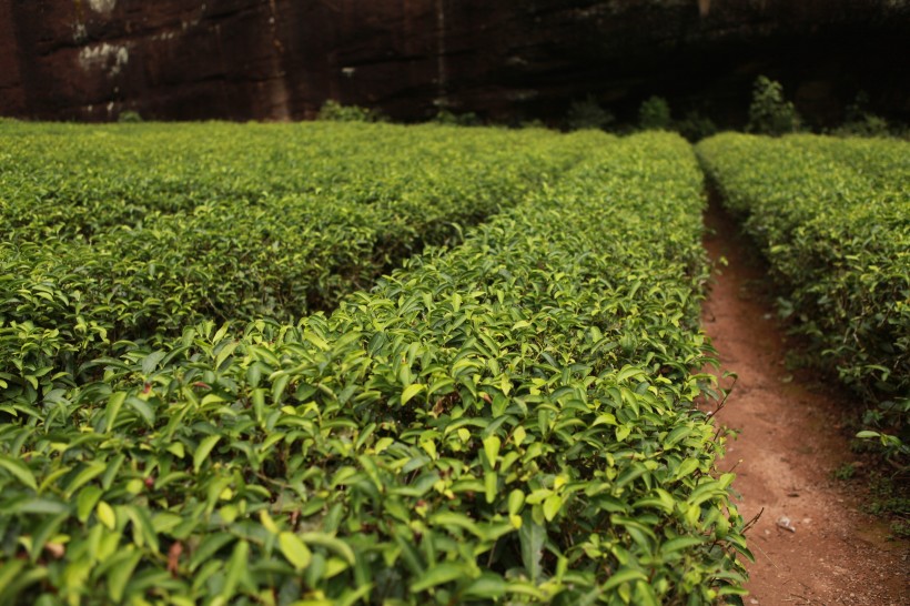 風(fēng)景優(yōu)美的茶樹圖片