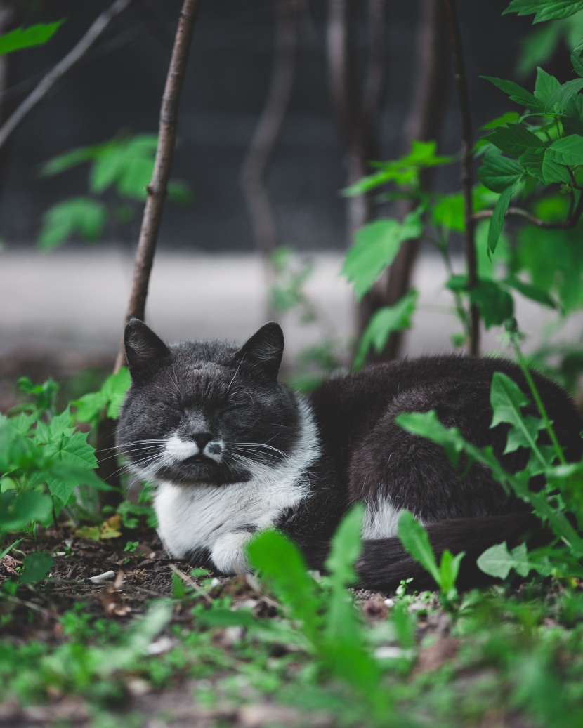 酣睡的可爱猫咪图片