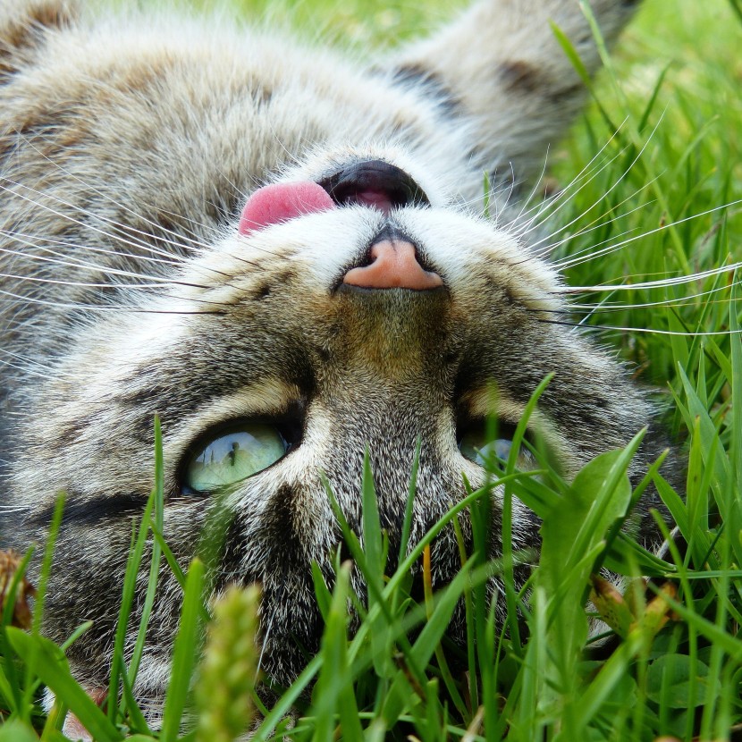 可爱的虎斑猫图片