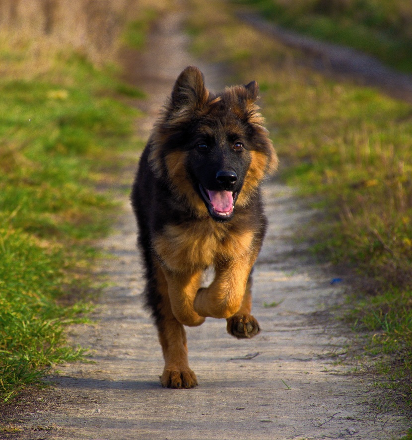 聪明敏捷的德国牧羊犬图片