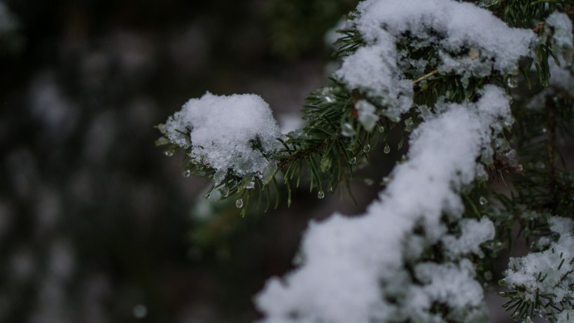 冰雪覆盖的植物图片