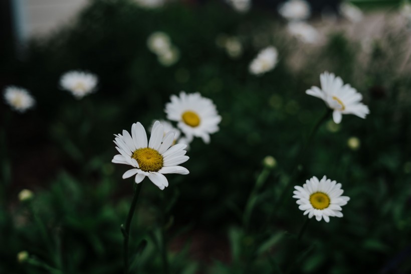 白色淡雅的雛菊花圖片