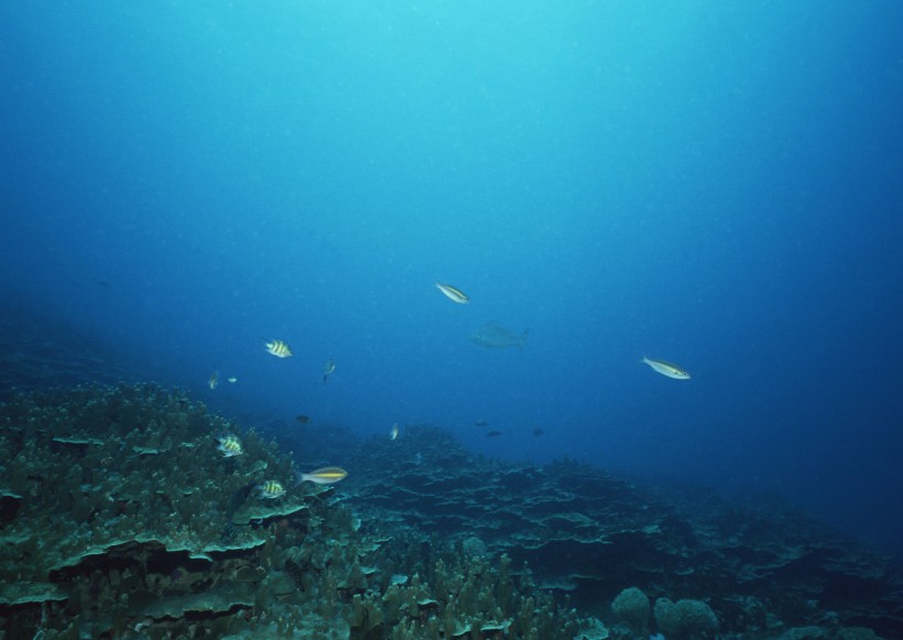 海底生物图片