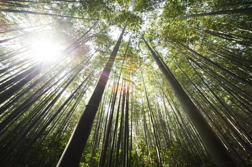 苍翠挺拔的竹子图片