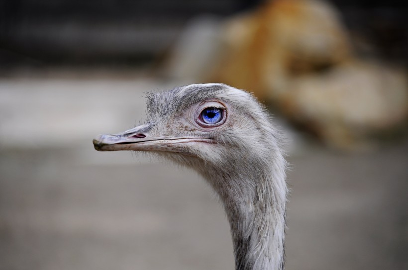 世界最大的鳥類鴕鳥圖片