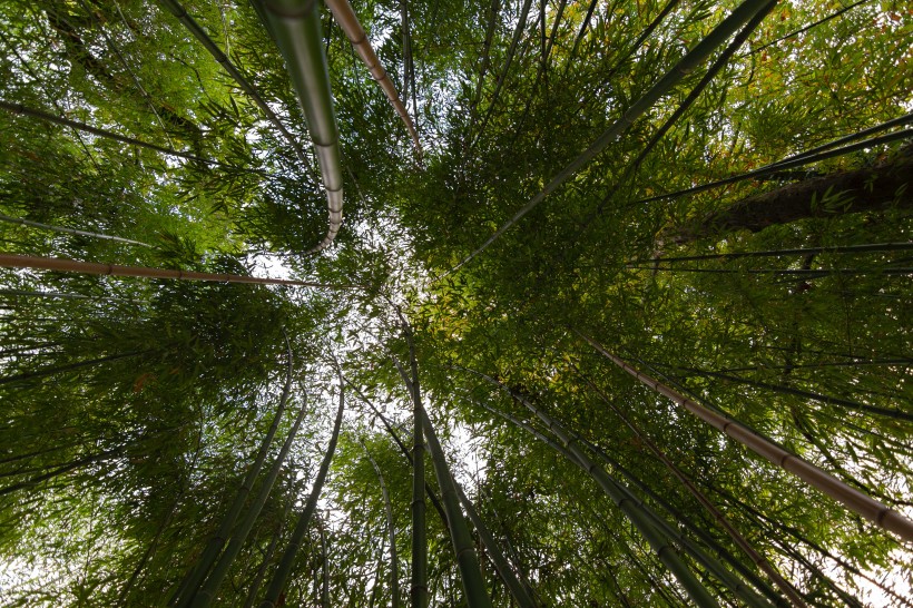 清逸优美的竹林图片